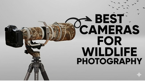 Best Cameras for Wildlife Photography review_img_5